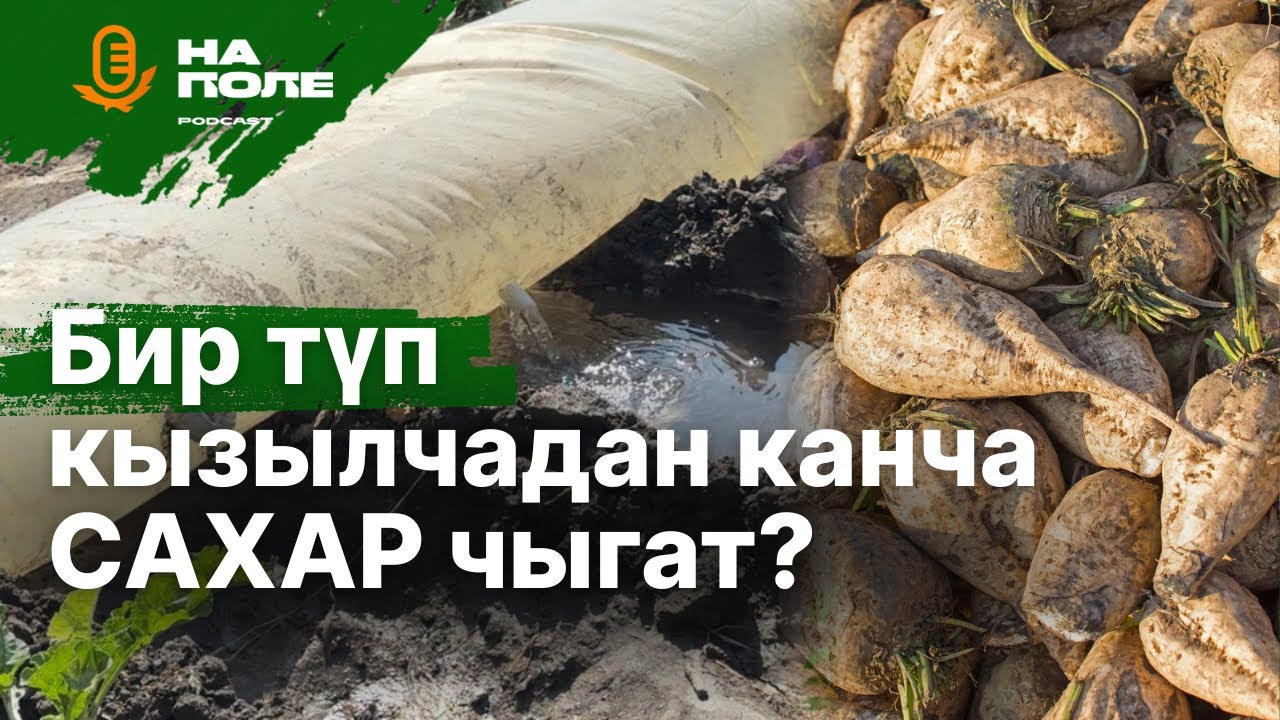 Канча САХАР чыгат? Арзымат байкенин кант кызылча талаасынын сыры