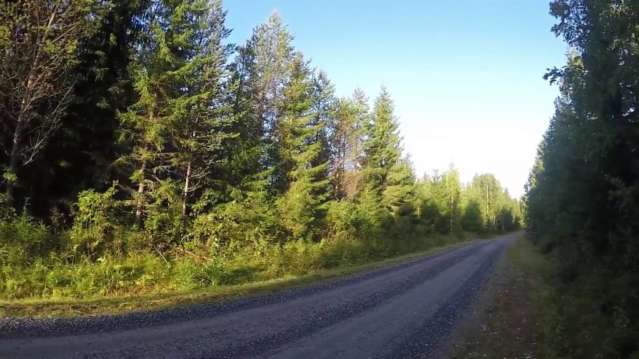 Amerikankettukoira ajaa