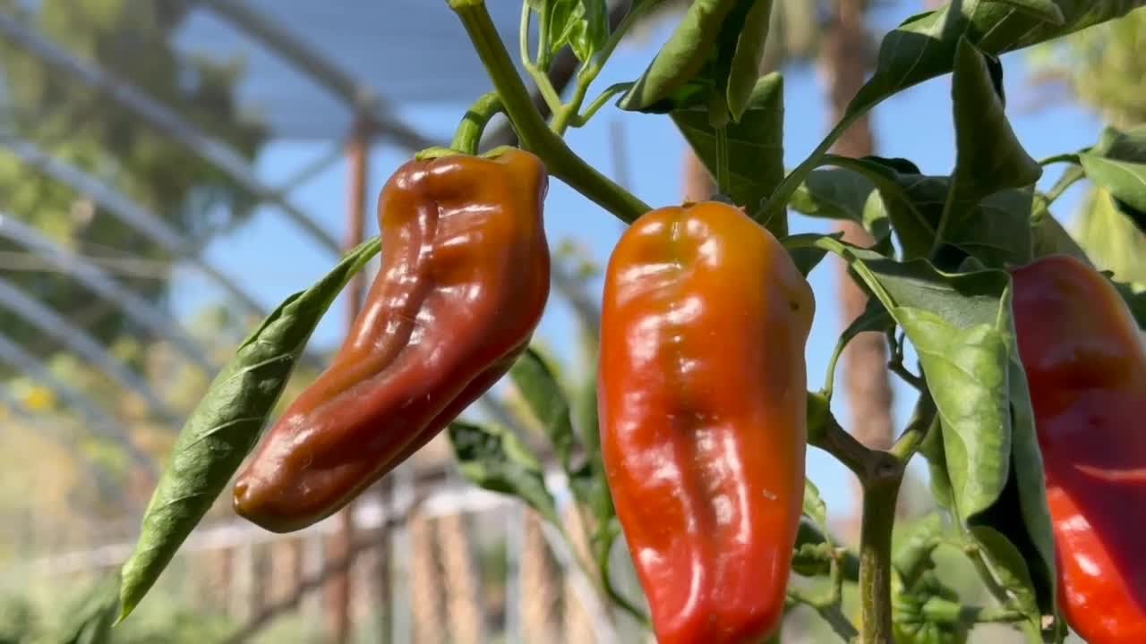 Changes in monsoon season impacting Arizona farmers