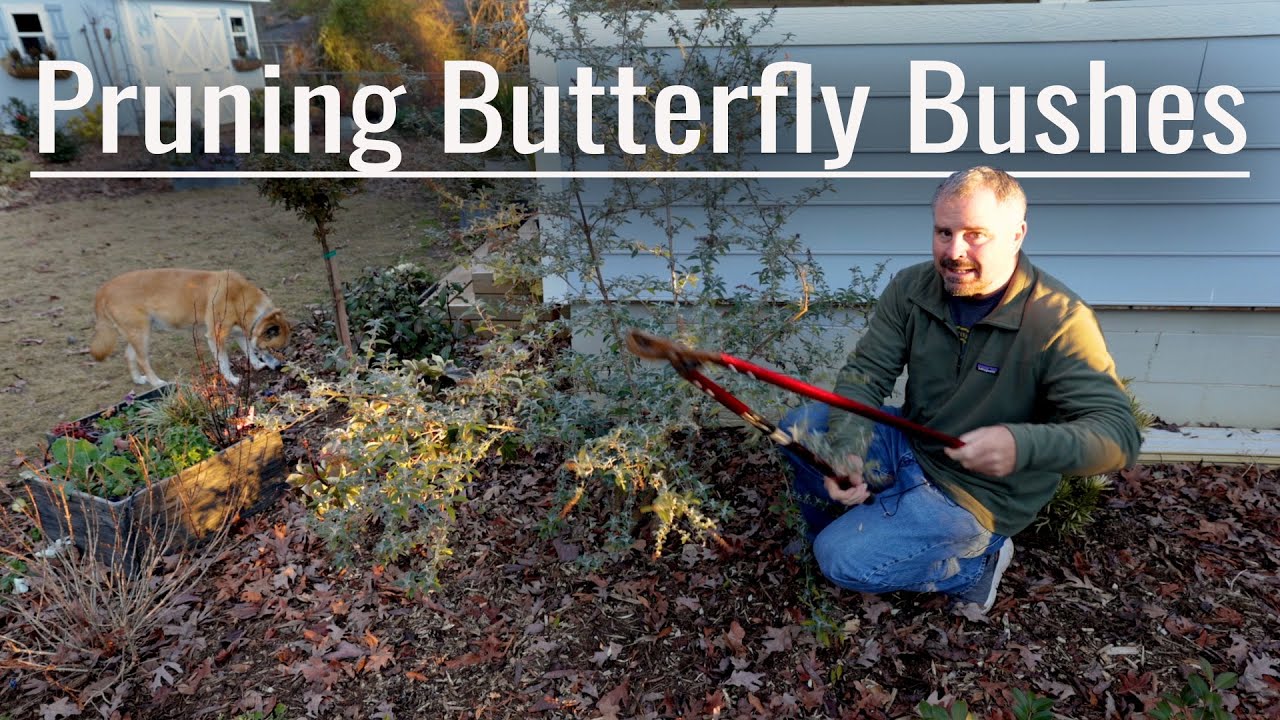 Pruning Butterfly Bushes