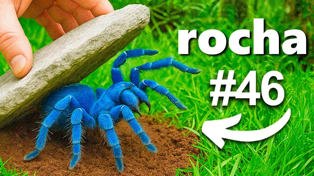 Virei 100 Rochas em uma Floresta Tropical, Veja o Que Encontrei...