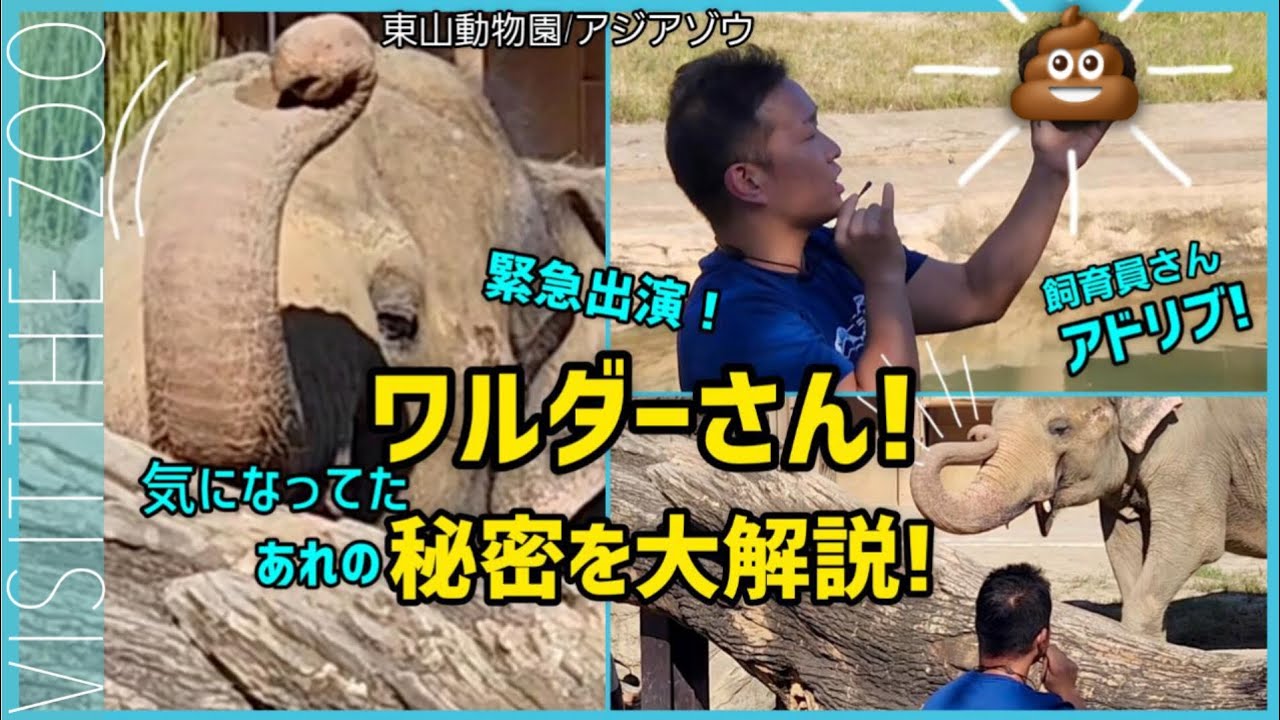 ワルダーさん緊急出演!アニマルトークで気になってた秘密を徹底解説!アドリブがすごい飼育員さん  #東山動物園 #ゾウ #ワルダー