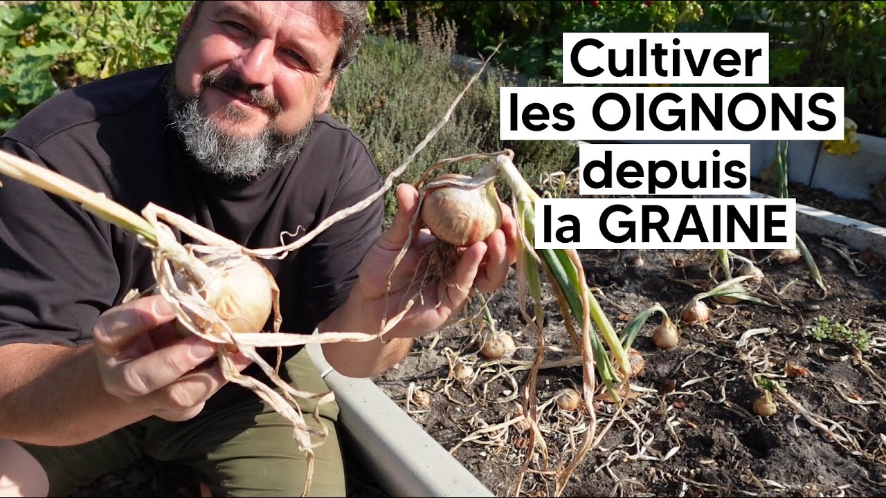 Comment cultiver les OIGNONS depuis la GRAINE『TUTO』