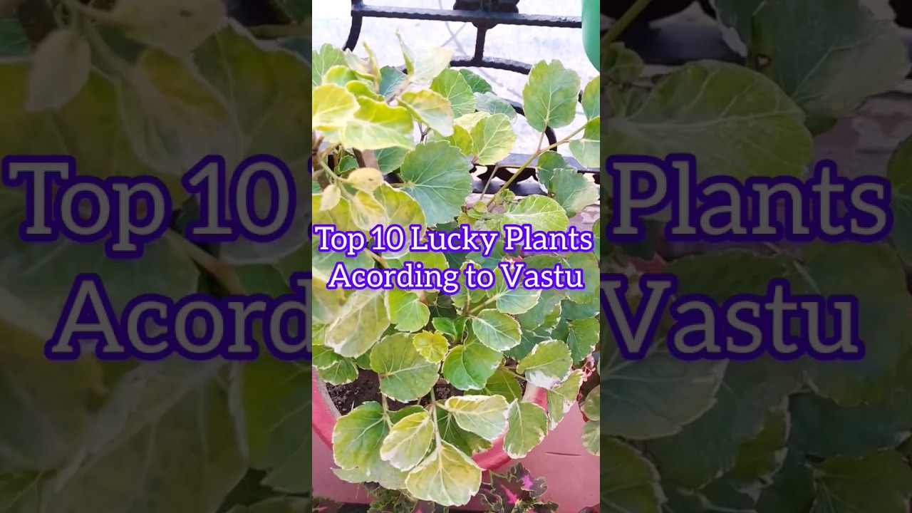 Top10 Lucky Plants According to Vastu For Home And Office Area #g3indiagarden #luckyplant #vastu