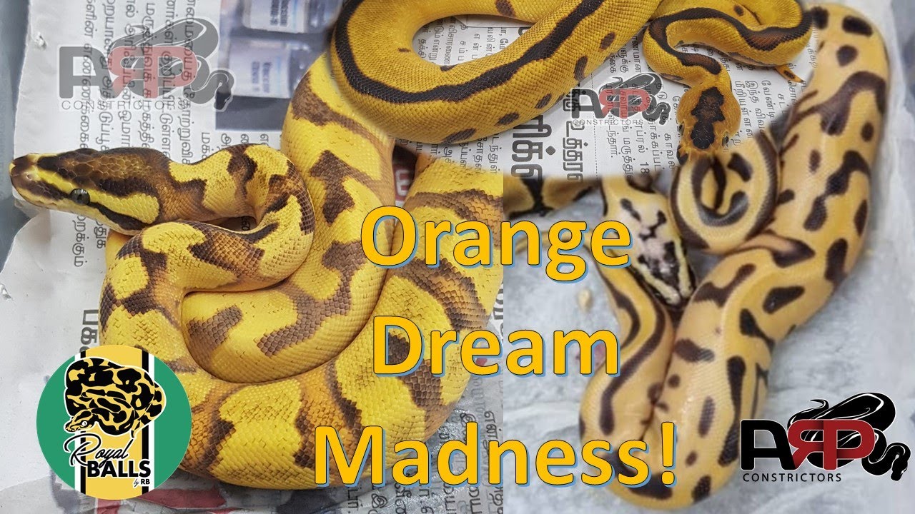Breeding Ball Pythons; Orange Dream Madness