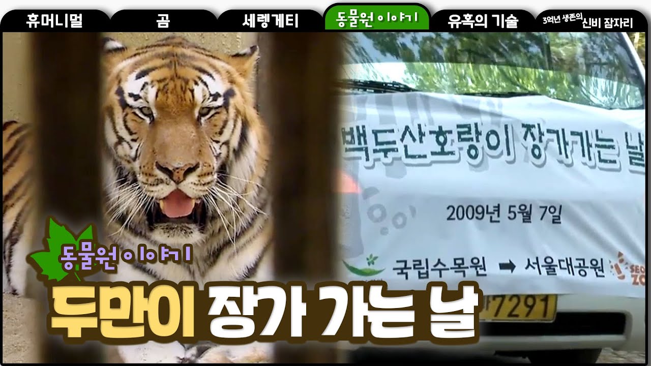 [동물원 이야기] #03, 백두산 호랑이 두만이 장가 가는 날, Siberian Tiger Marriage Project - Story of a Zoo #MBClife