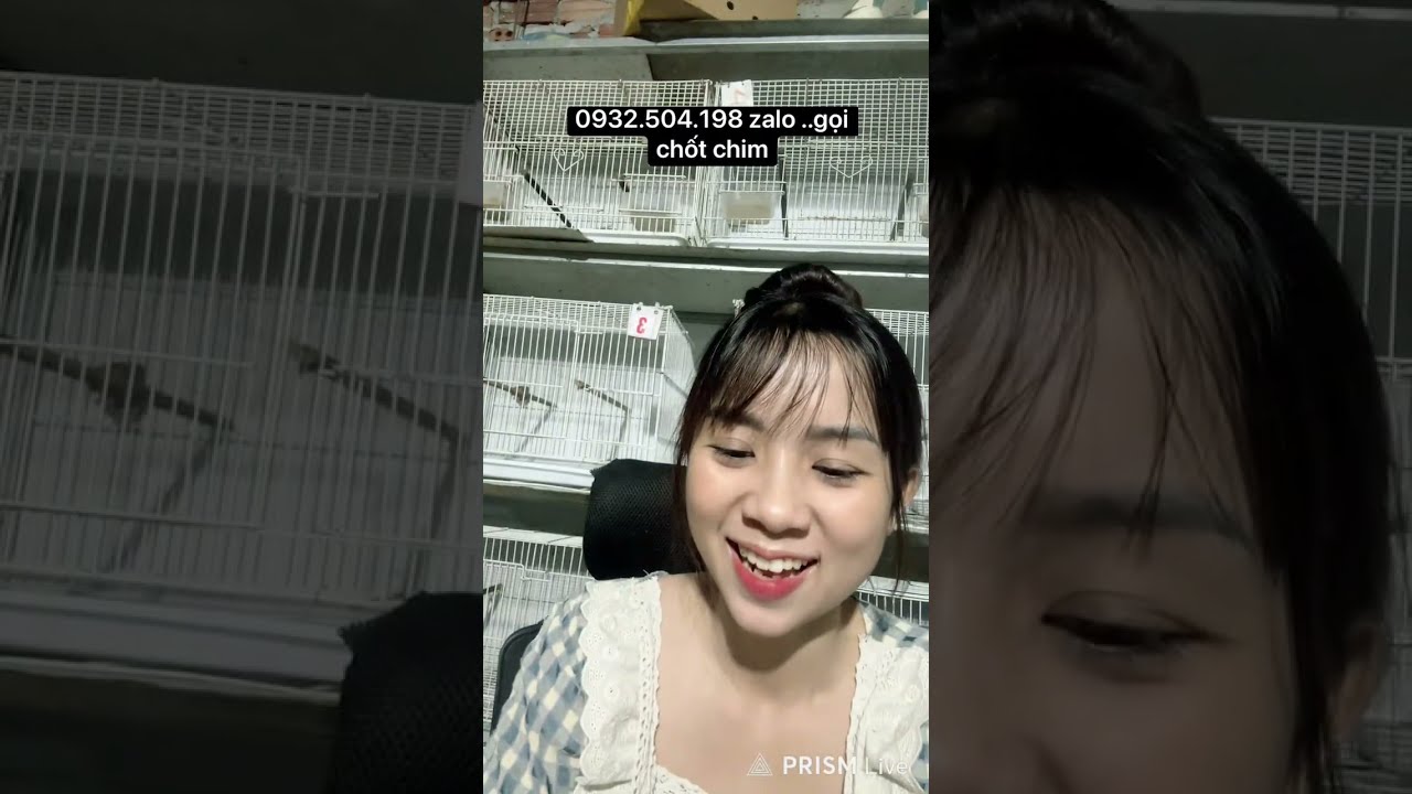 chào mào bẫy đấu khủng vip 🦅