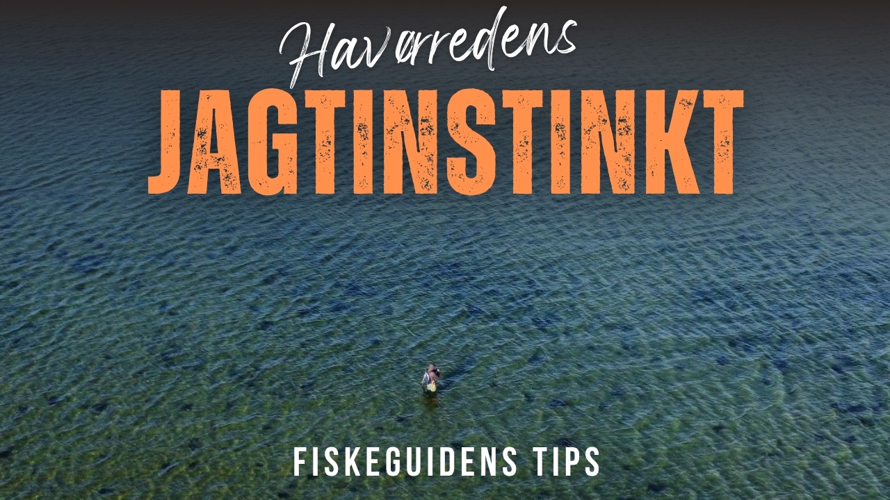 Fang flere hav&oslash;rreder &ndash; forst&aring; deres jagtinstinkt 🎣