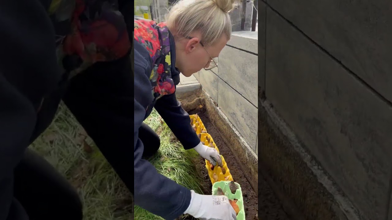 Jesienne sadzenie tulipan&oacute;w 🥰
