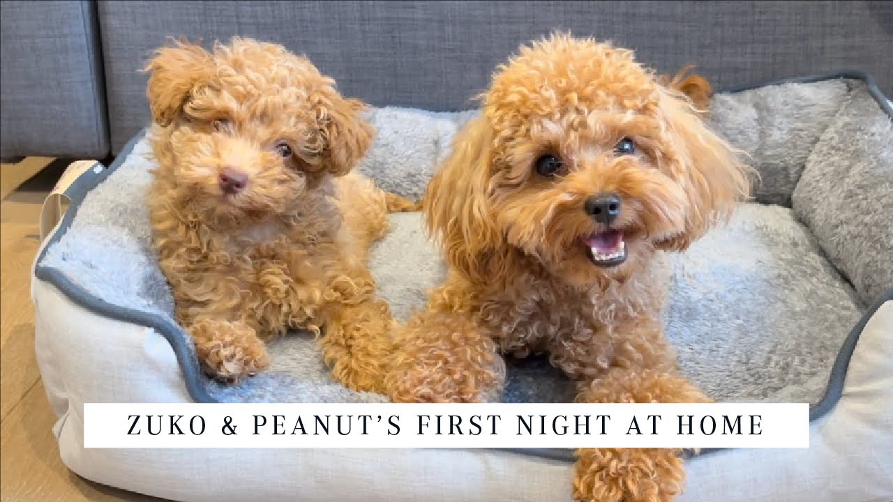 2 TOY POODLES | Zuko & Peanut's First Night at Home! | We got a new toy poodle puppy