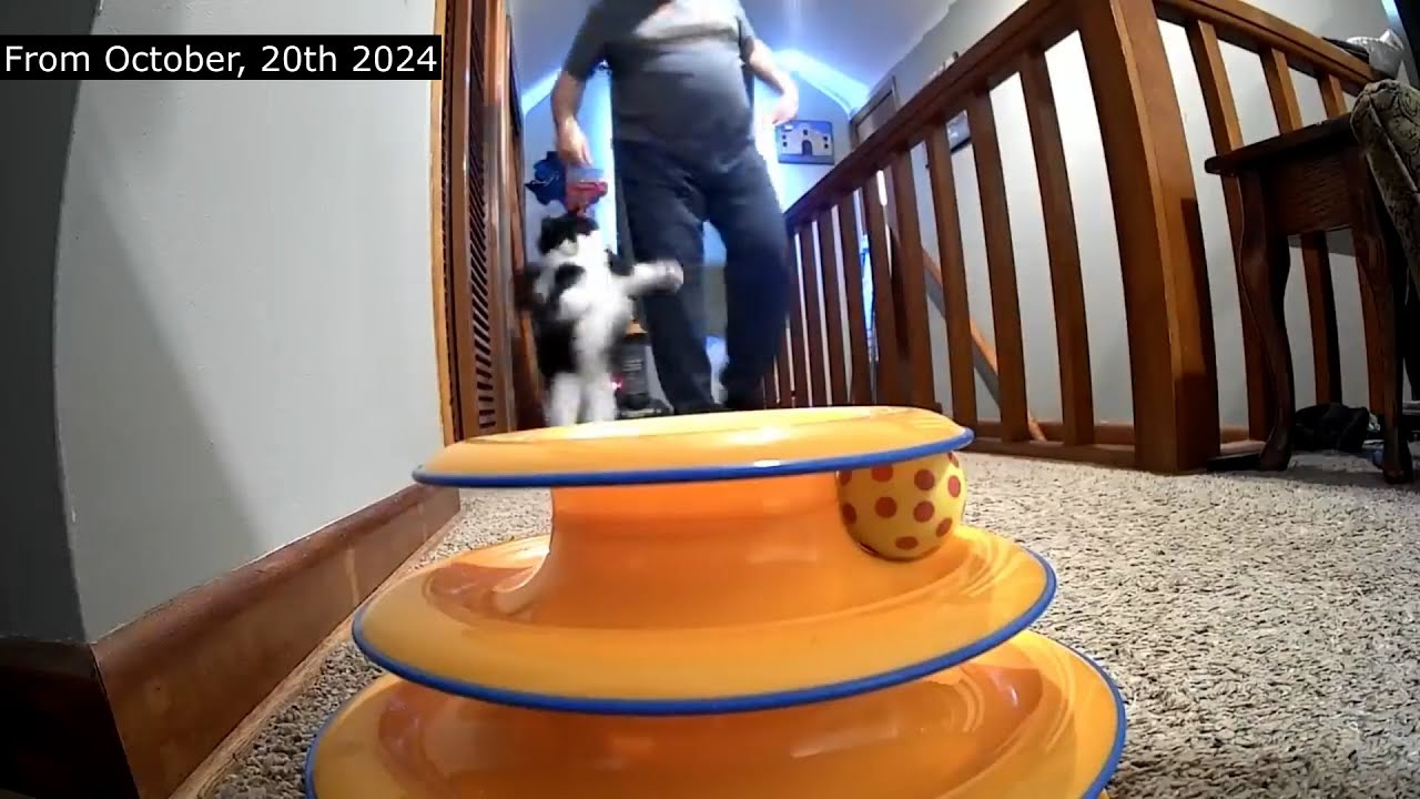 Todd Often Does The Sweetest  Happy Dance When Dad Returns From A Trip - Todd The Button Talking Cat