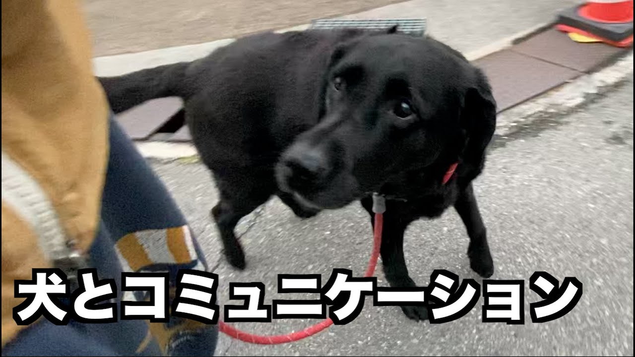 犬とのコミュニケーションは絆を感じるね