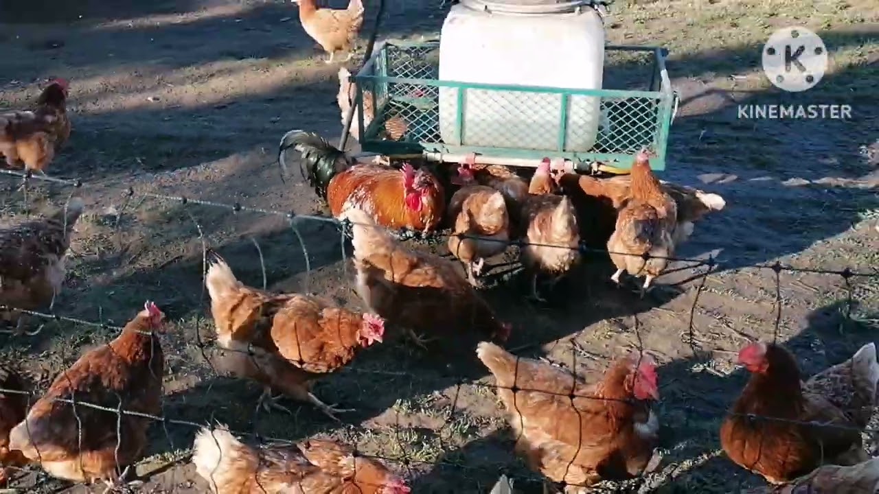 Фермерский дворик в Германии /Дресирую животных / хор Турецкого / Tiere 