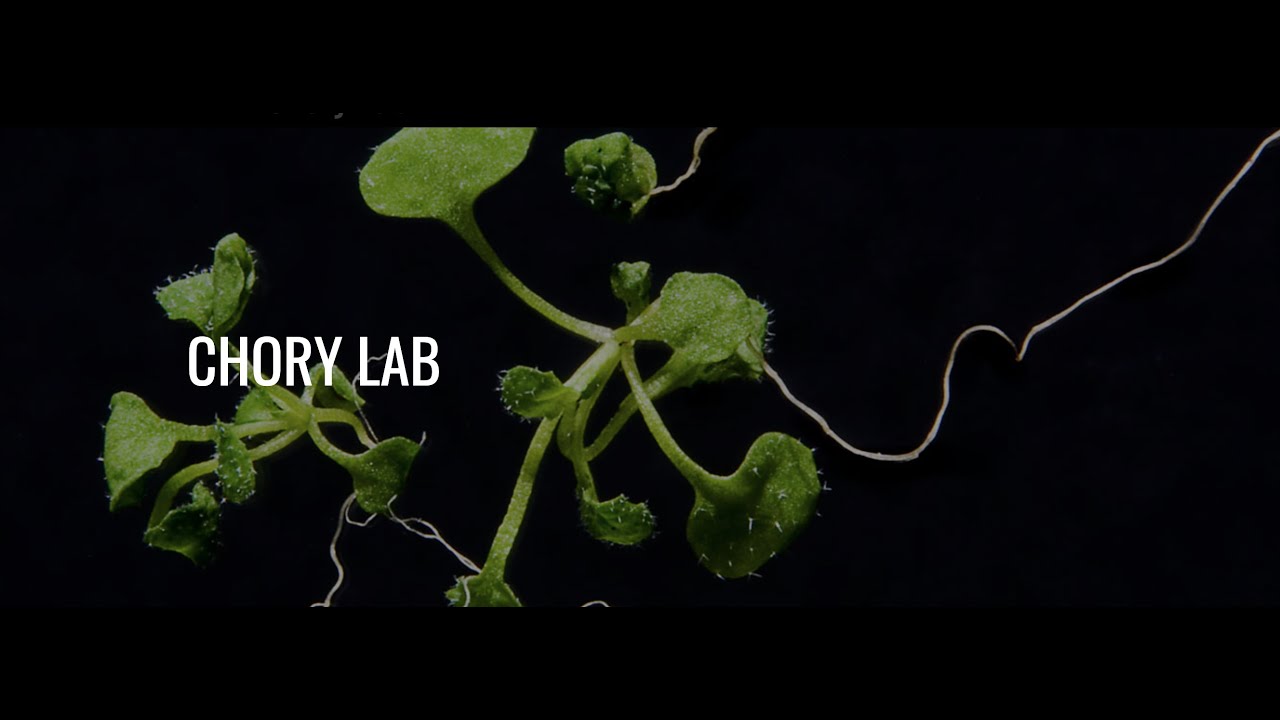 Chory Lab Tour | Plant Biology | Harnessing Plants Initiative | Salk Institute Research
