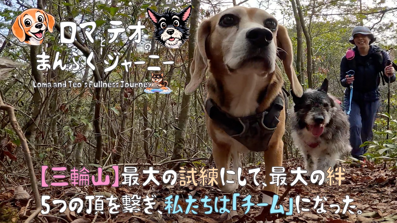【三輪山】最大の試練にして、最大の絆。5つの頂を繋ぎ、私たちは「チーム」になった【保護犬2ヶ月目】