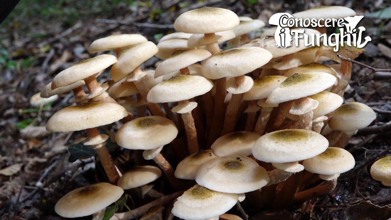 Conoscere i Funghi: Armillaria borealis [ COMMESTIBILE ]
