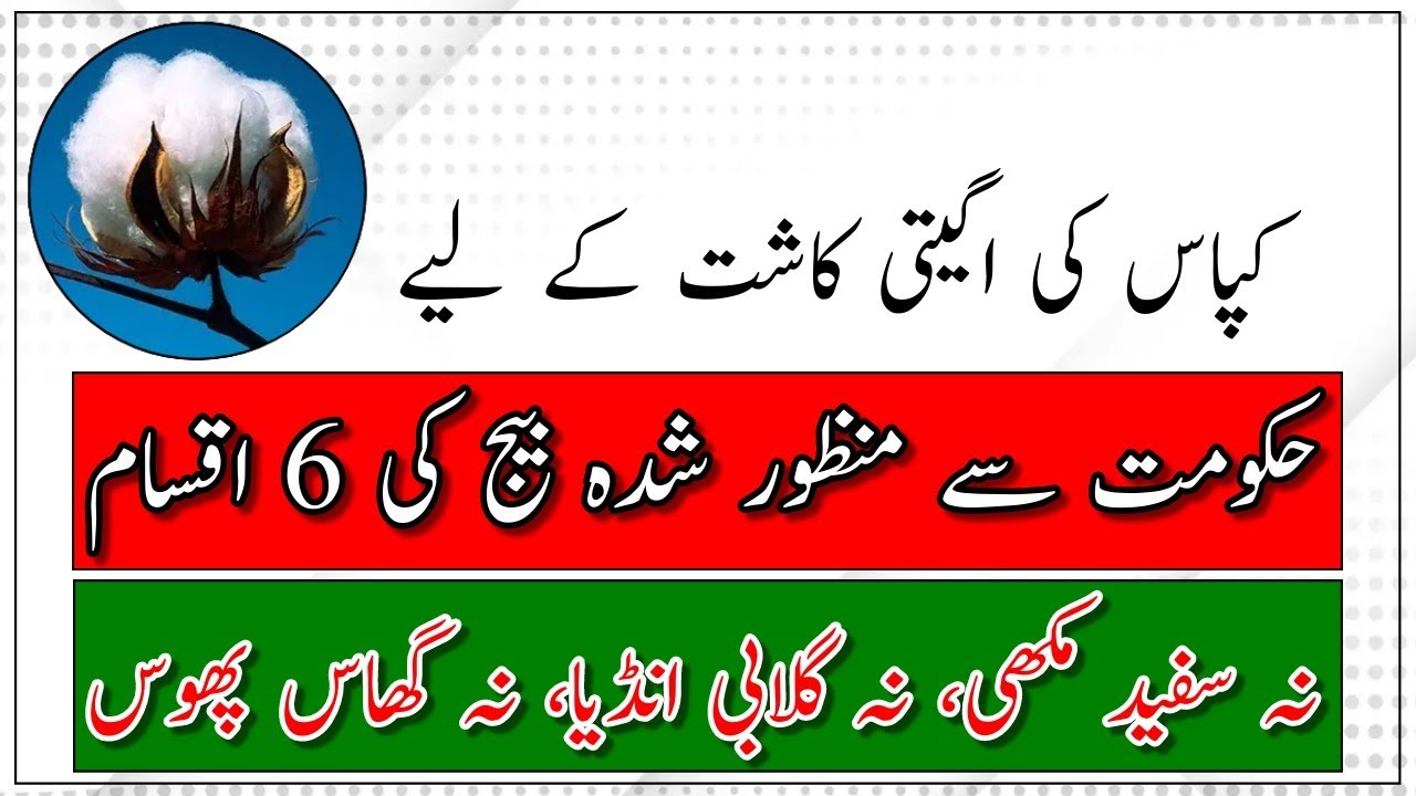 Early cotton sowing| Cotton approved varieties| Cotton 3 G varieties|کپاس سے منافع کمانے کا طریقہ
