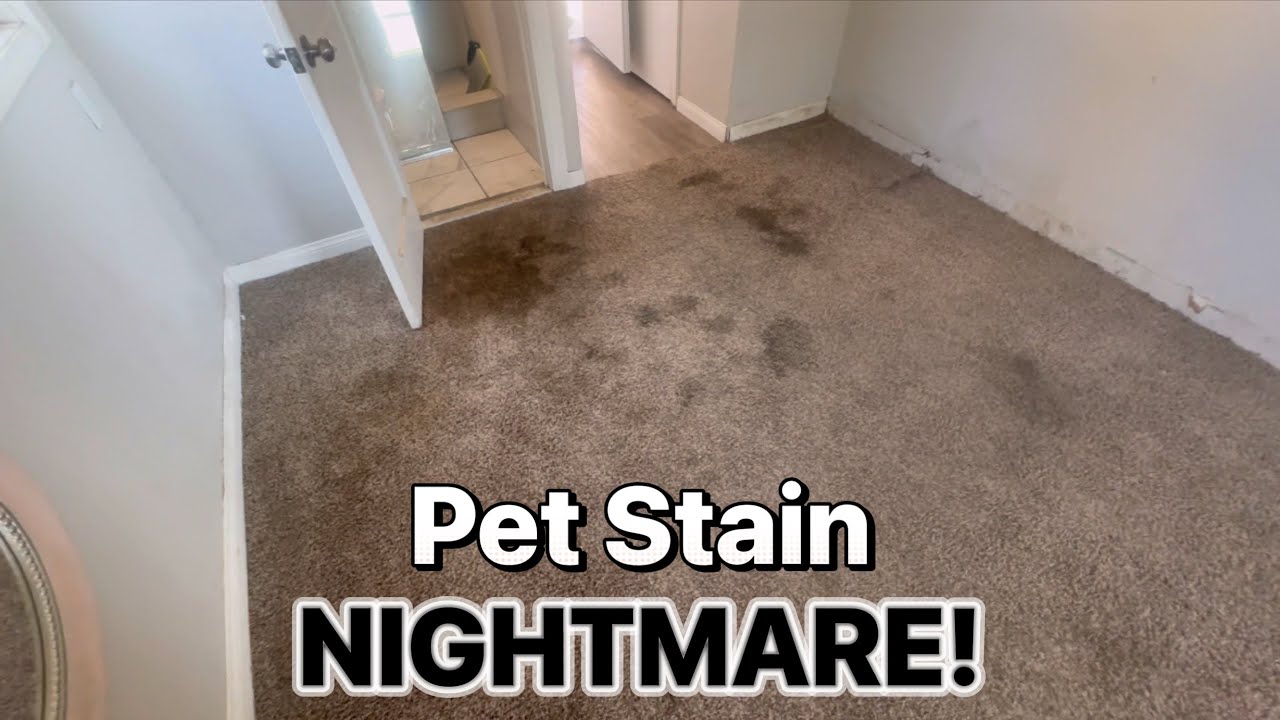 Extreme Pet Stain Carpet Cleaning || Carpet Cleaning POV