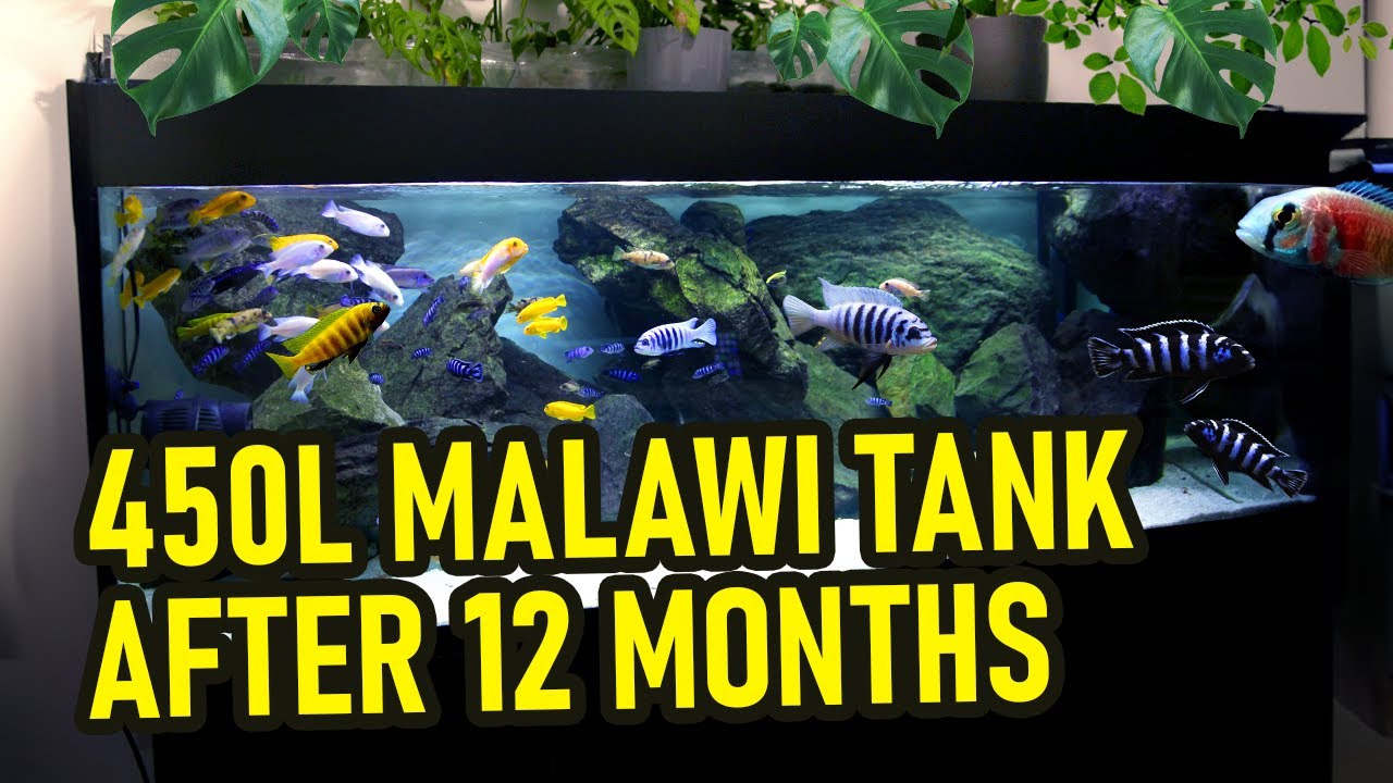 450l Malawi Tank after 12 months | Aquarium with 150cm sump
