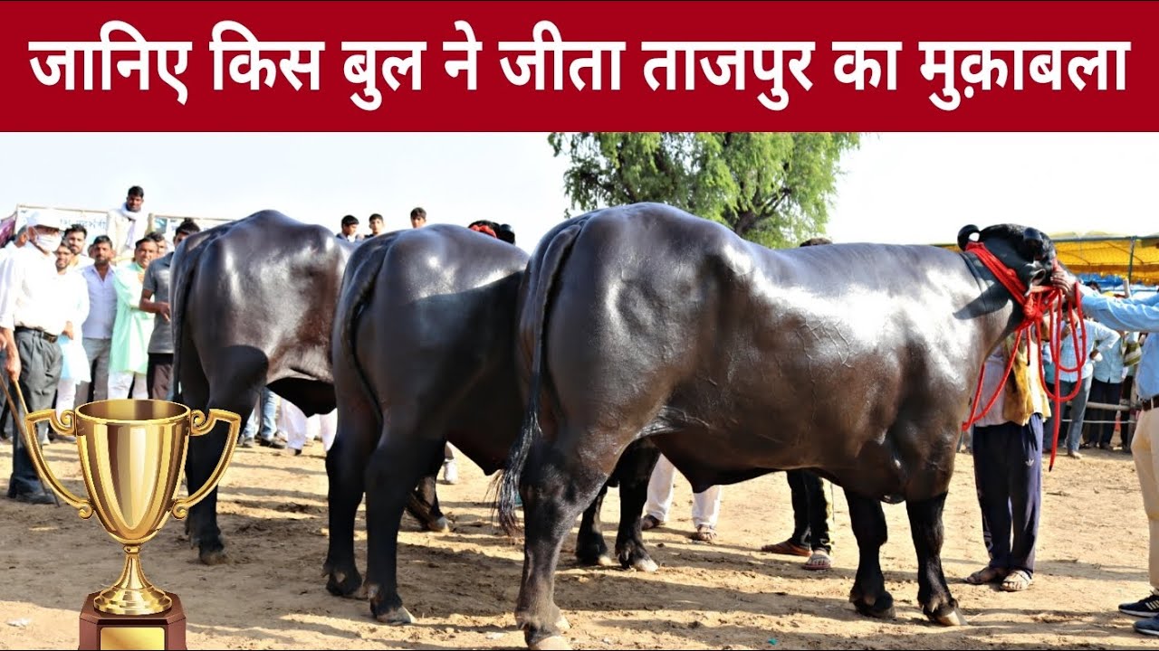 Adult Murrah Bull Competition @ Tajpur, Mahendragarh(Haryana)