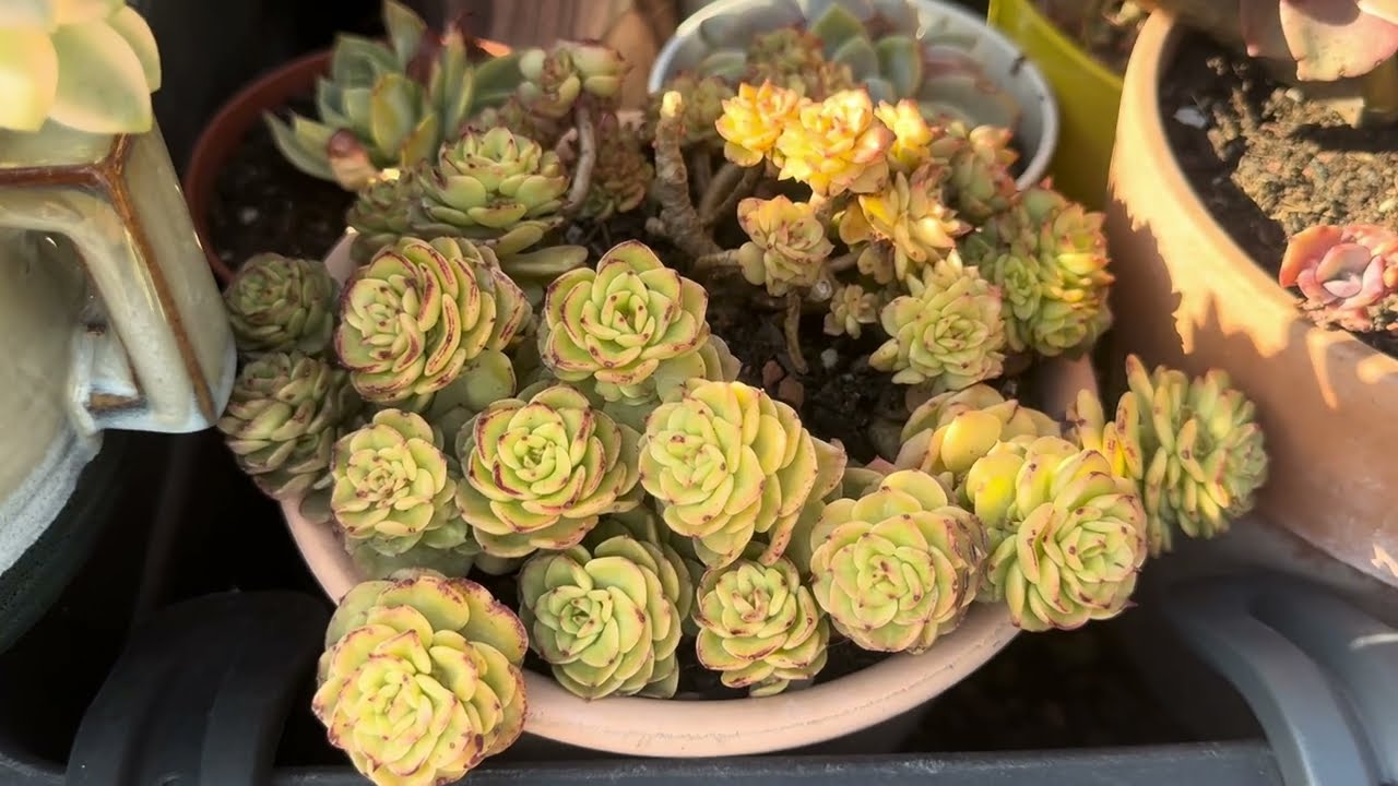 SUKULENTLERİM SICAKLARA DAYANACAK MI ? HAVUZU YAPMAYA BAŞLADIM #sukulentbakımı #succulents