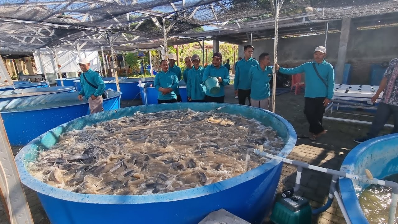 PELATIHAN BUDIDAYA IKAN AIR TAWAR / PAYAU