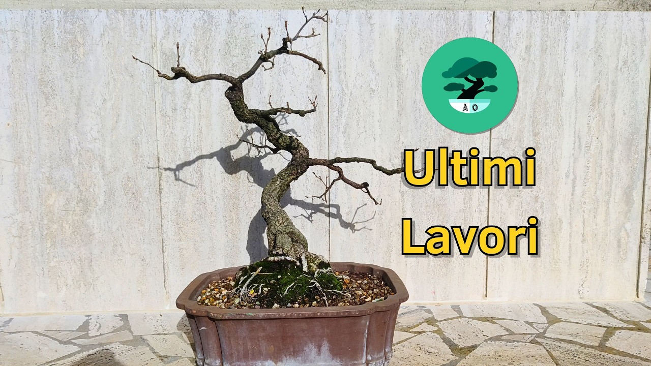Preparo questa Rovere Bonsai Alla PRIMAVERA!