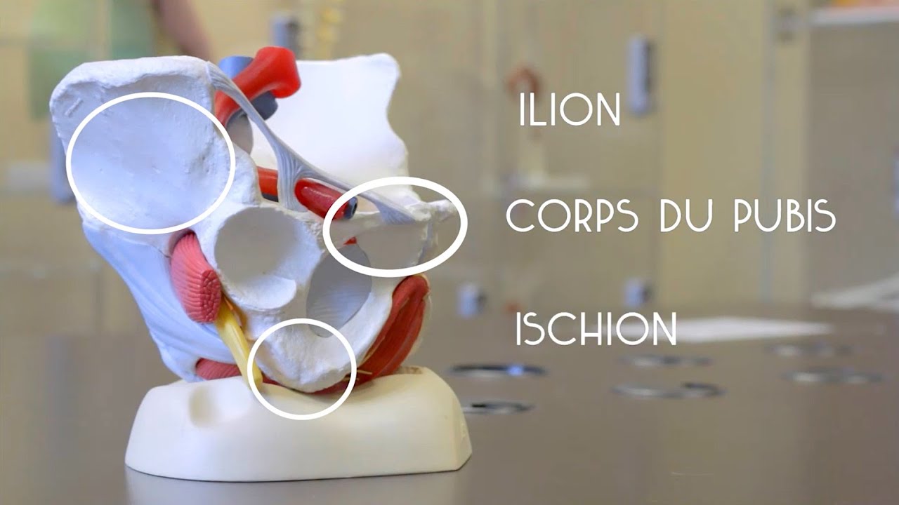 Pelvis féminin : rappels osseux