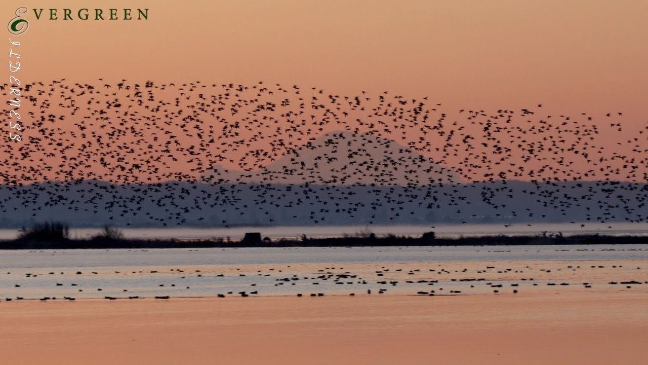 Dunlin Murmuration | Puget Sound