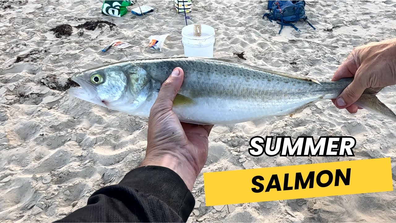 Summer Salmon. Can you find Salmon in Summer?