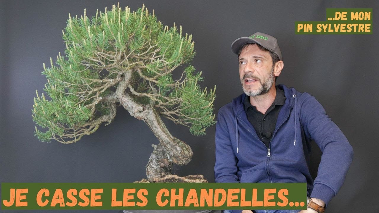 Comment casser les chandelles sur les pins au printemps
