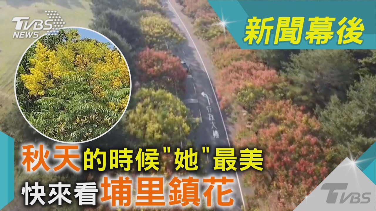 秋天的時候「她」最美 快來看埔里鎮花｜TVBS新聞