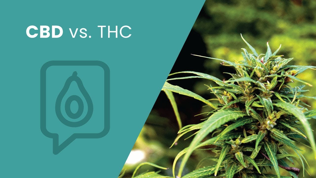 CBD vs. THC | Dr. Josh Axe