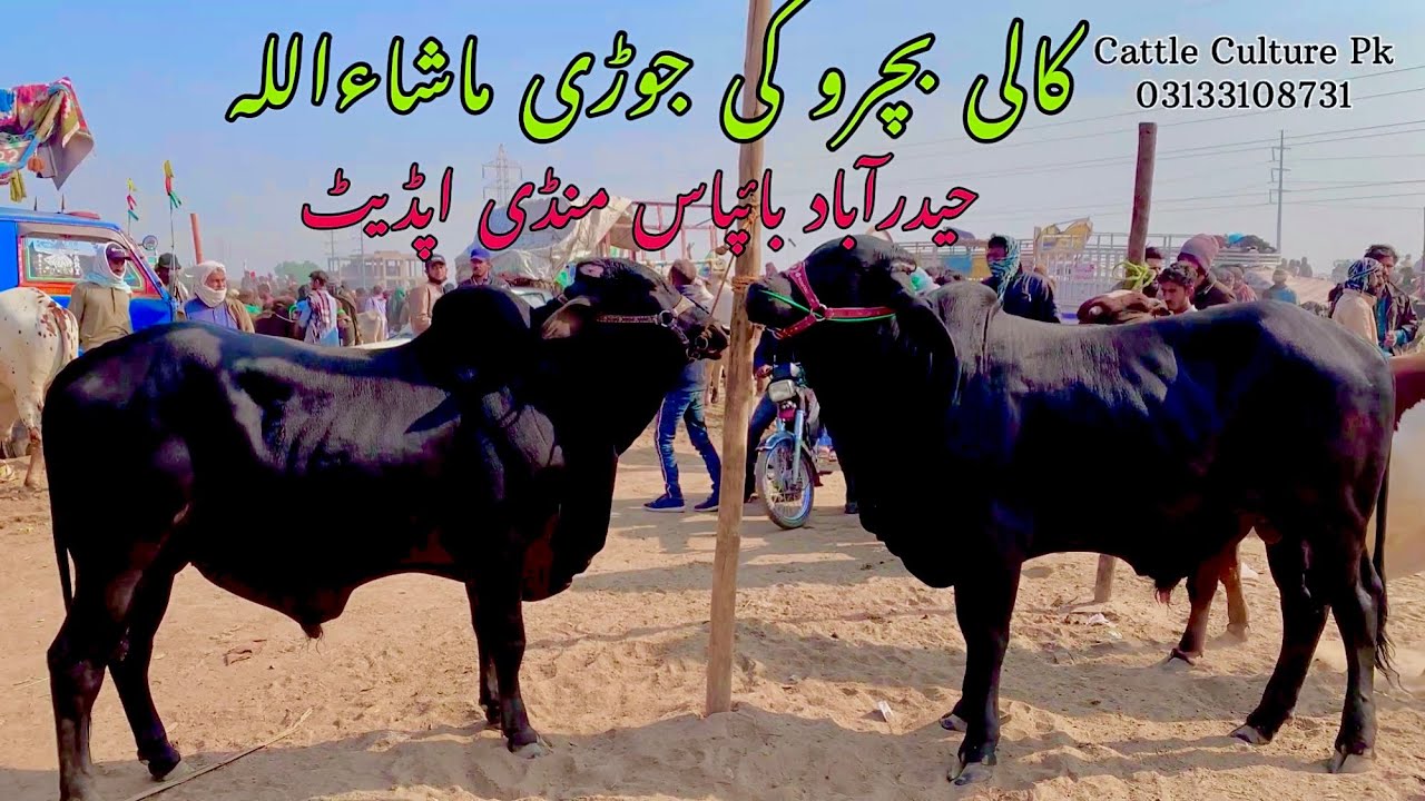 Puri Mandi me Gulabi he Gulabi agye 😍 | Hyderabad Bypass Mandi Latest update
