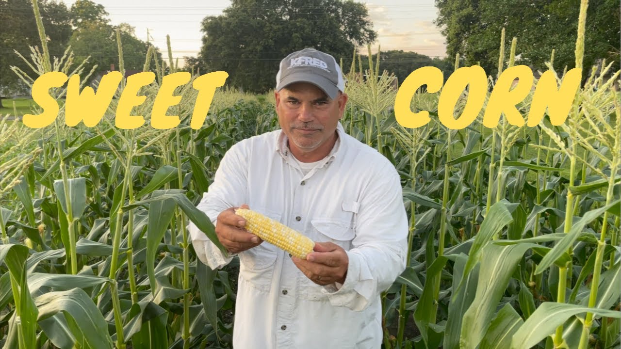 Sweet Corn (Harvest*Clean*Cook) Cajun Made Corn Maque Choux and Three Minute Corn On The Cob Recipe