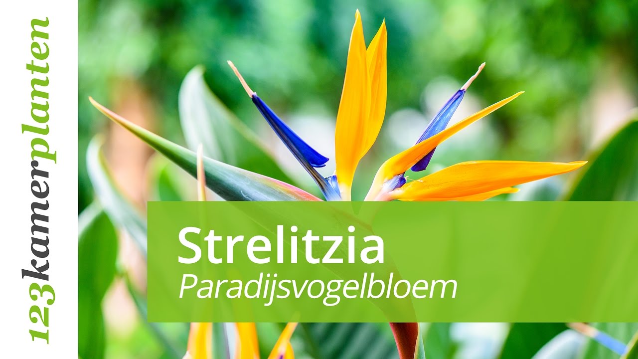 Strelitzia onderhoud