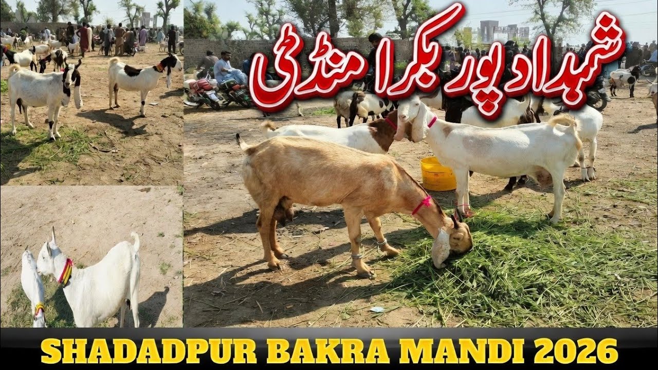 Bakra Mandi Shahdadpur | Today Latest Update 2026