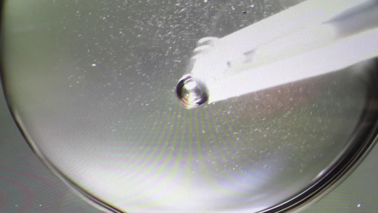 IVF Insights: Embryo Production