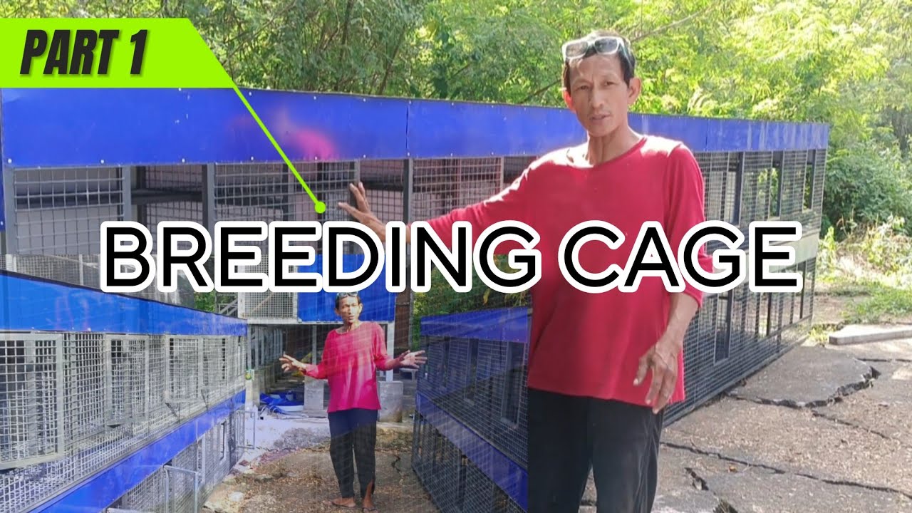 PART 1 BREEDING CAGE NI PAOLO MALVAR ( ARM'S WAY LOFT )
