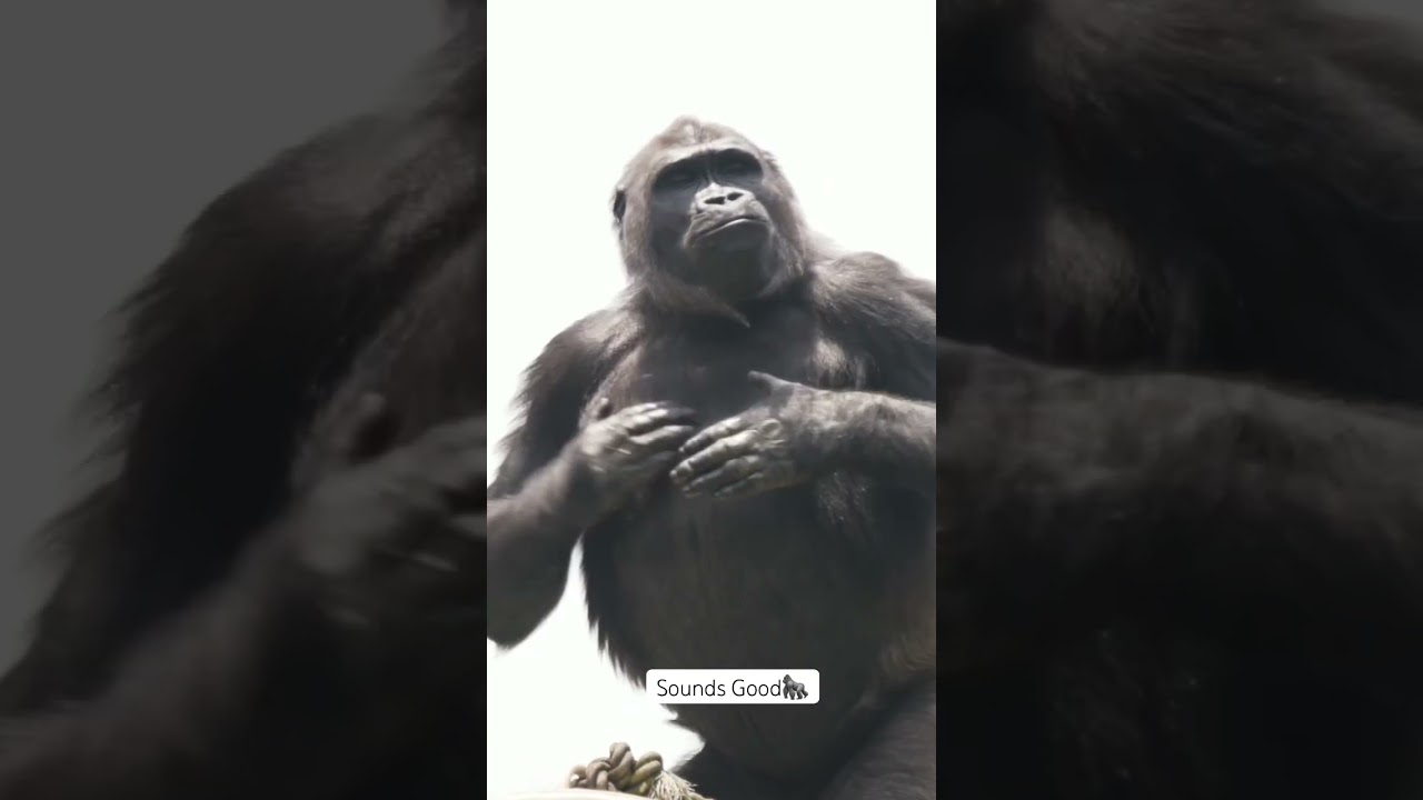Gorilla Chest beating! #gorilla #Annie