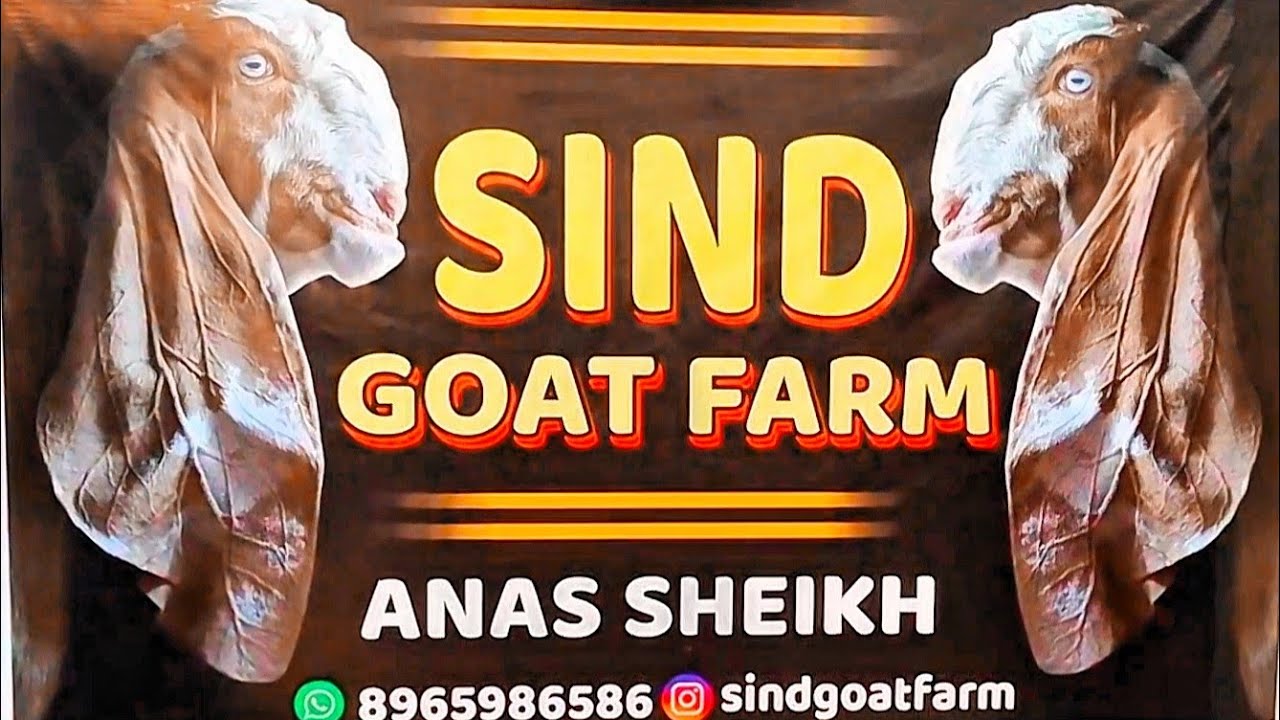 Masha Allah Shandaar Setup SINDd GOAT FARM Khargone 