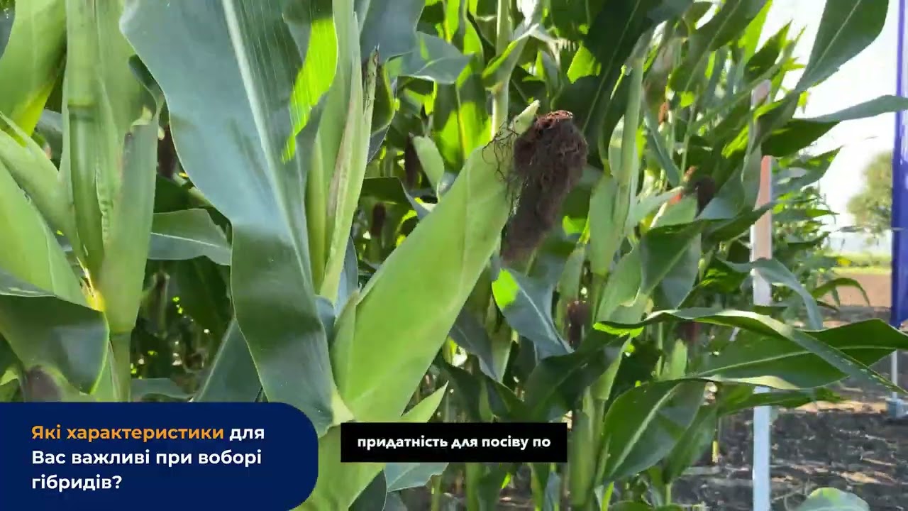 🌽 Кукурудза для високих врожаїв: що кажуть фермери про MAS Seeds
