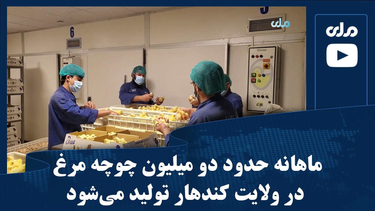 ماهانه حدود دو میلیون چوچه مرغ در ولایت کندهار تولید می‌شود