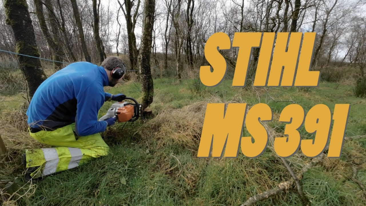 STIHL MS391 CLEARS SOME TREES FOR FIREWOOD BEFORE WE BUILD OUR FOREVER HOME