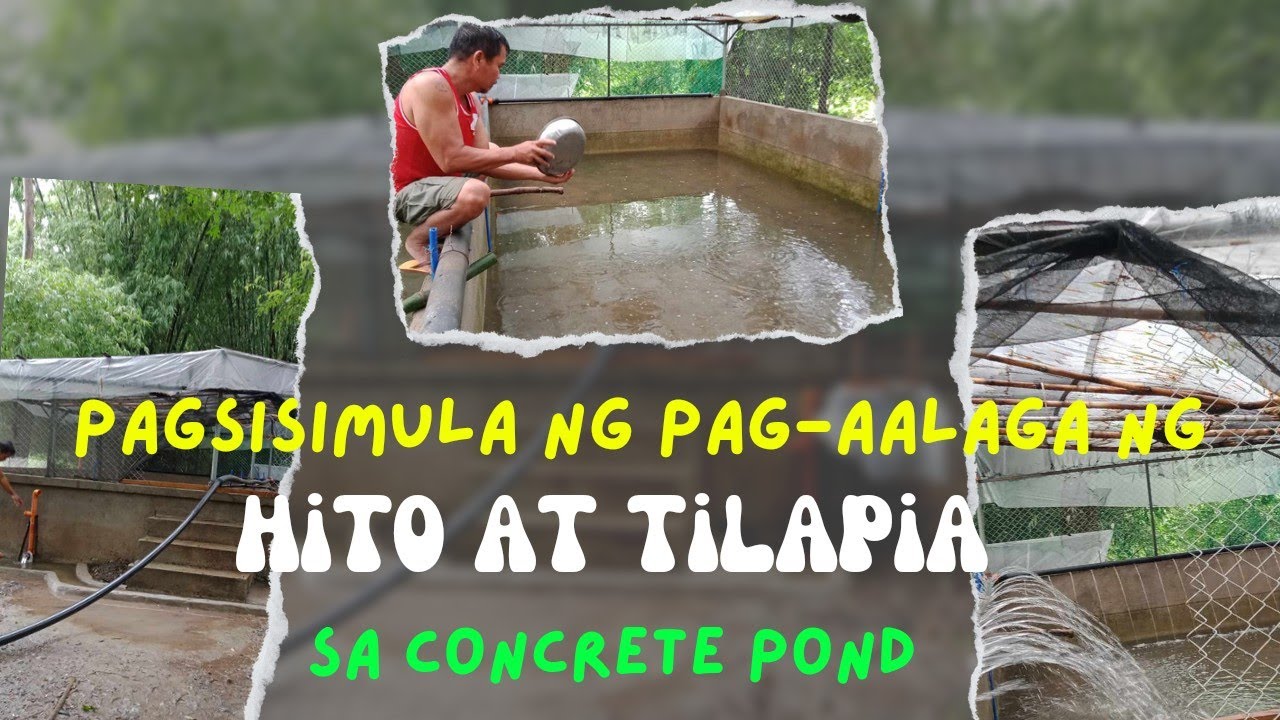 Pagsisimula ng Pag-aalaga ng Hito at Tilapia sa Concrete Pond