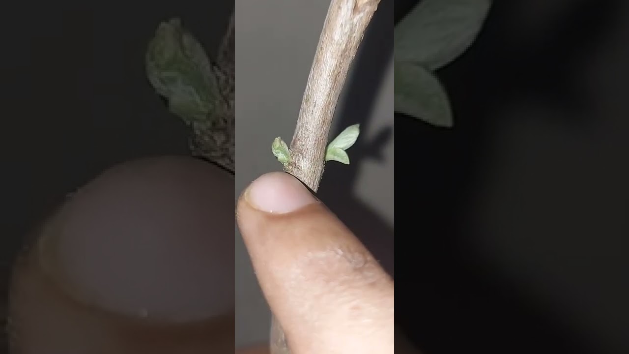 Axillary Bud and their importance