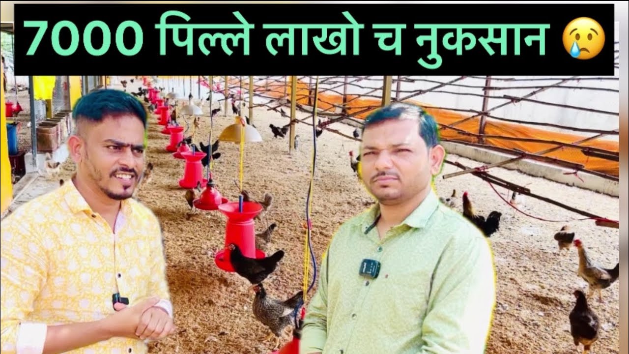7000 पिल्ला पासून केली सुरुवात लाखो चे नुकसान तुम्ही पण अशी चूक करू नका #dwitfarm