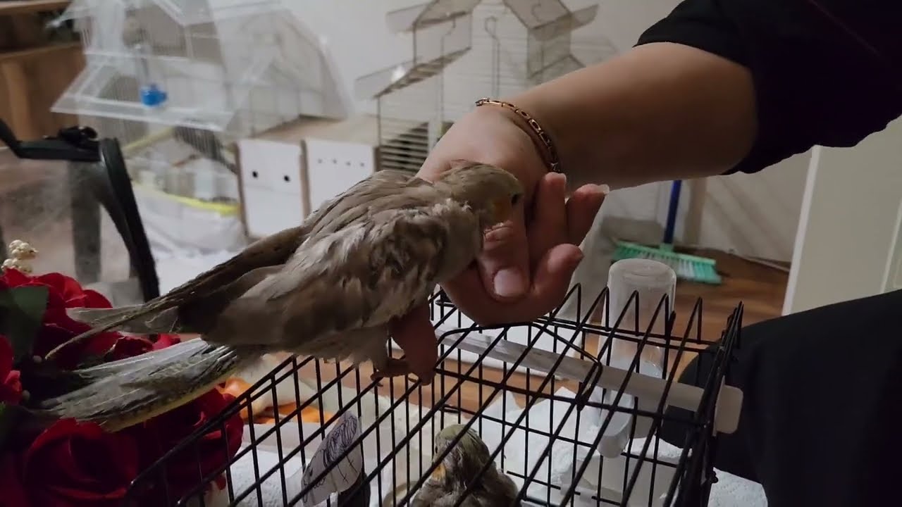 EL BESLEME SULTANLARIMIZI BÜYÜTÜYORUZ😊 TÜM PÜF NOKTALAR🥰