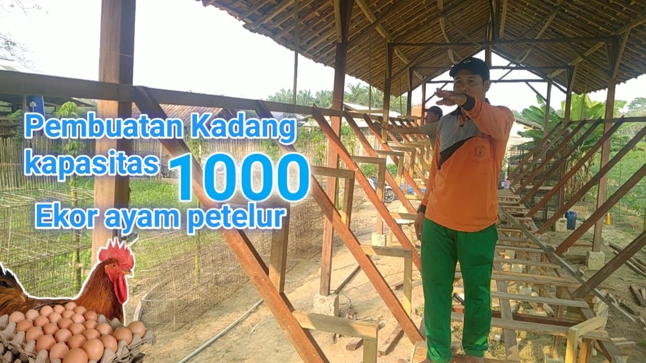 REFRENSI Cara Membuat kandang kapasitas 1000 ekor ayam petelur | part 2