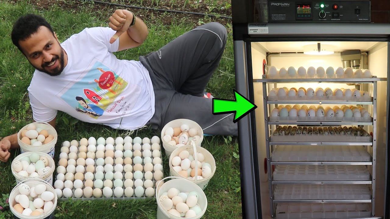 BÜYÜK BABAYI ÇALIŞTIRDIK ! Bütün Yumurtaları Doldurdum ! Proegg Ticari Kuluçka Makinesi
